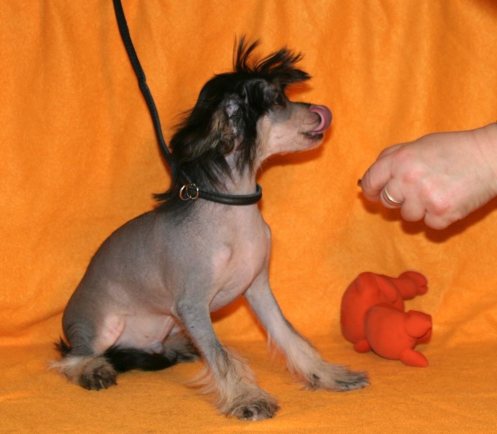 Akela von der Sturmhoehe