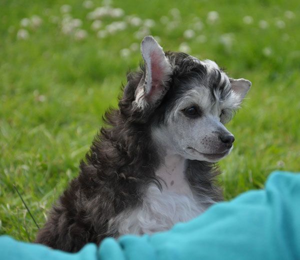 K9Madness Facebook Friends