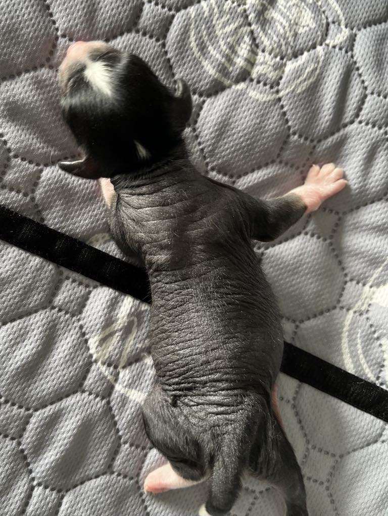 TnTcrested Dante?s Inferno