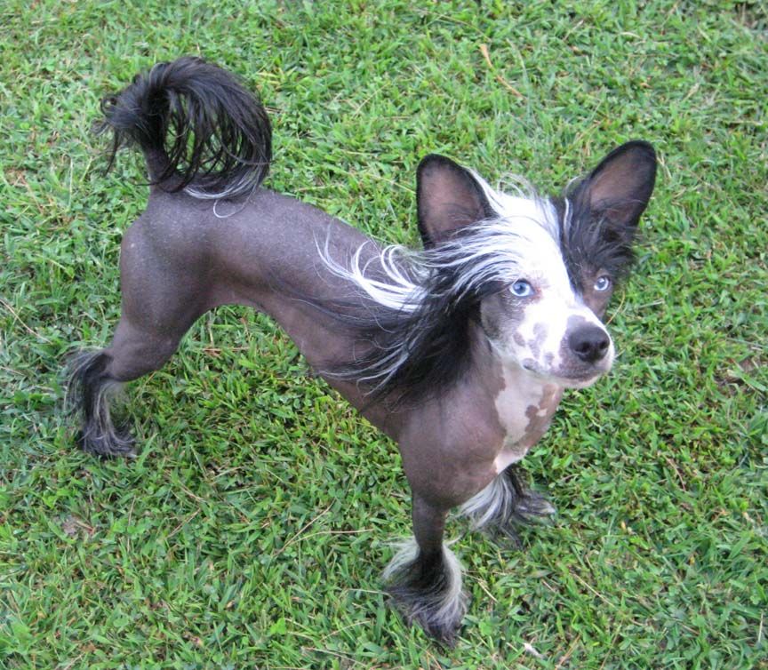 Puffin It's The Climb at Jewels