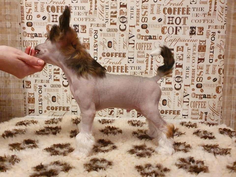 Pinky Twinky Thor The Thunderer