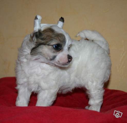 Picture
