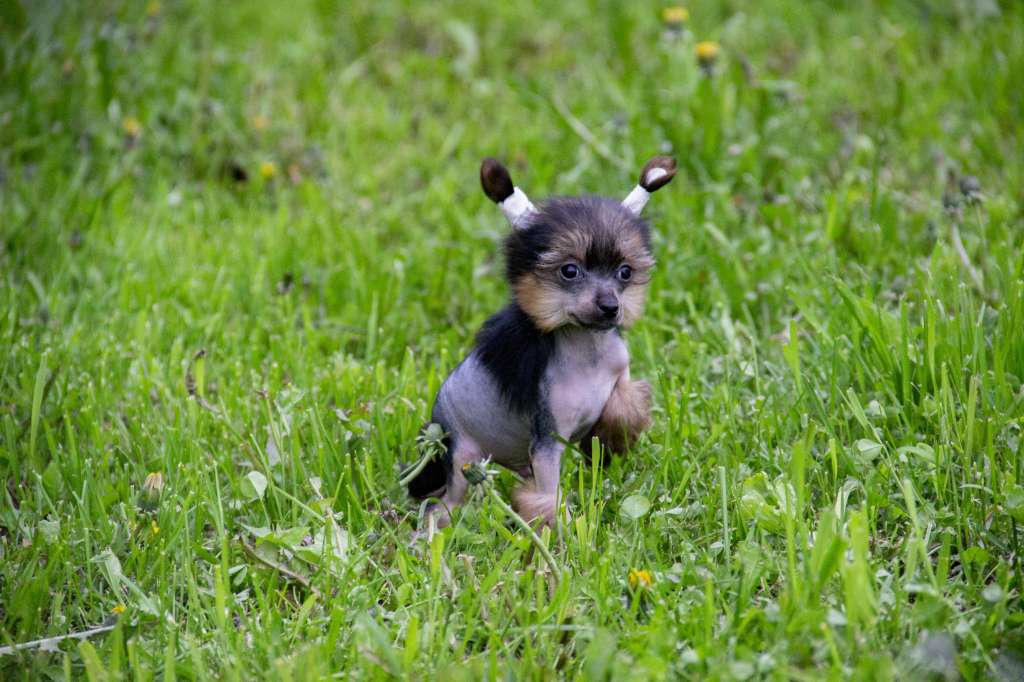 Diamanti Della Vita Damon