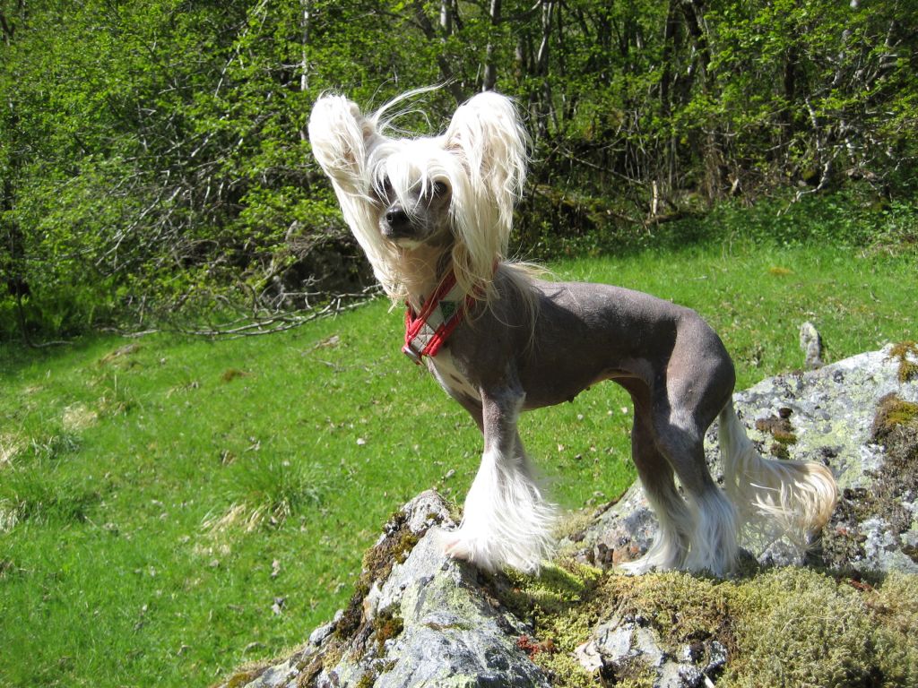 Proud Pony Goldcrest