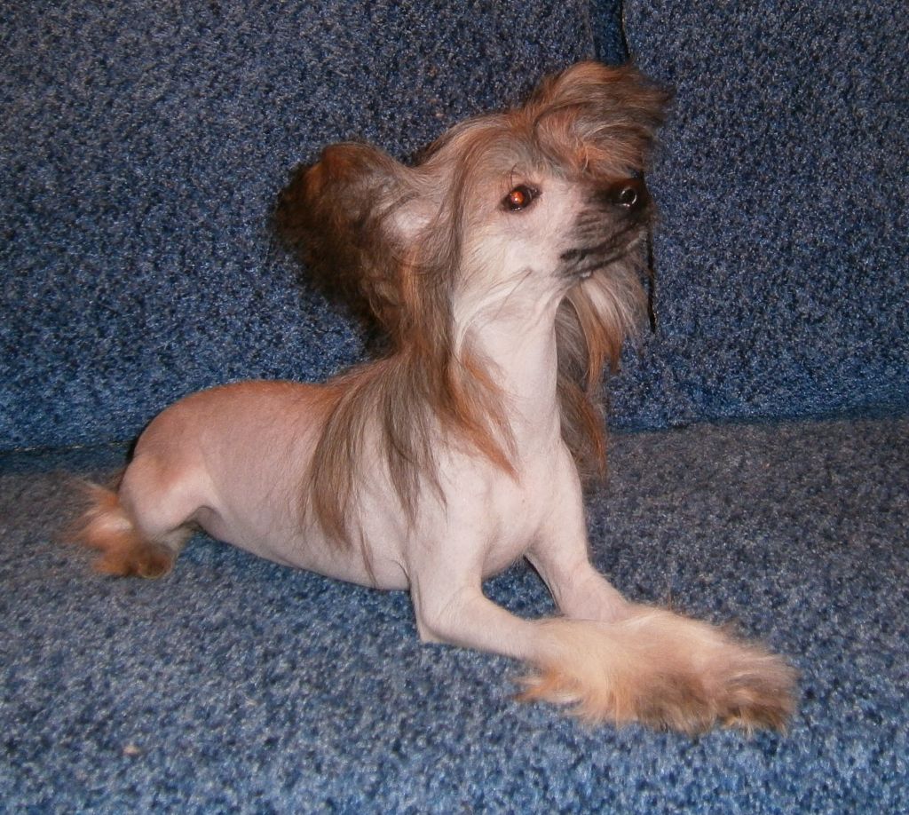 Karnelius Zacharovannaya Lady Godiva