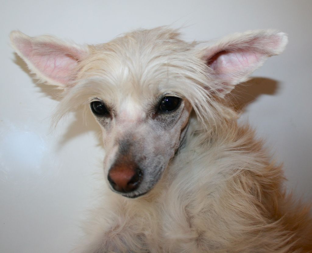 Rognedogs Lady Jasmine