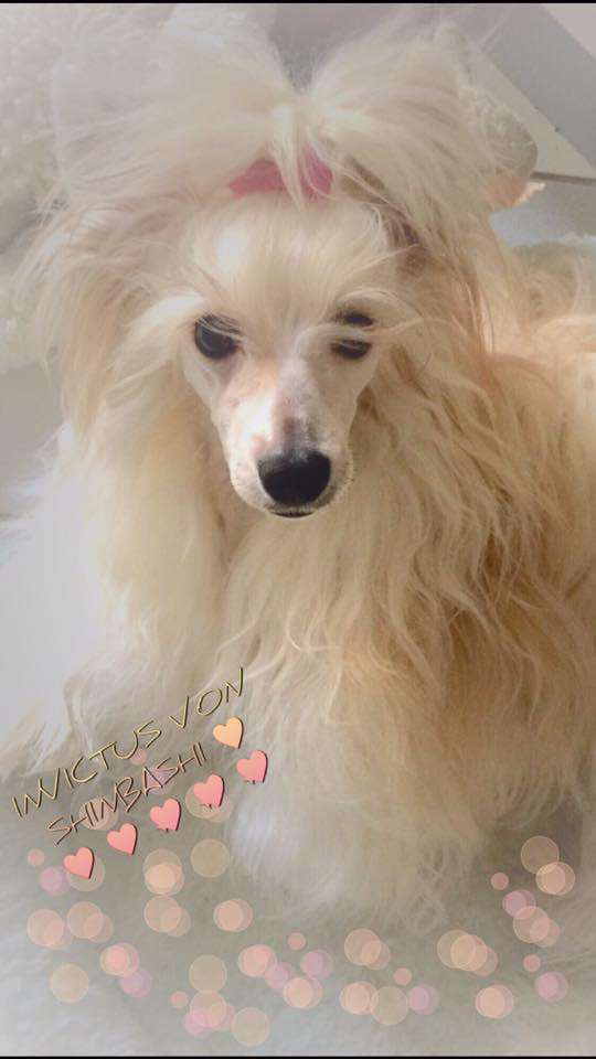 Invictus von Shinbashi