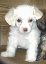 Sippelins Sweet Confusion