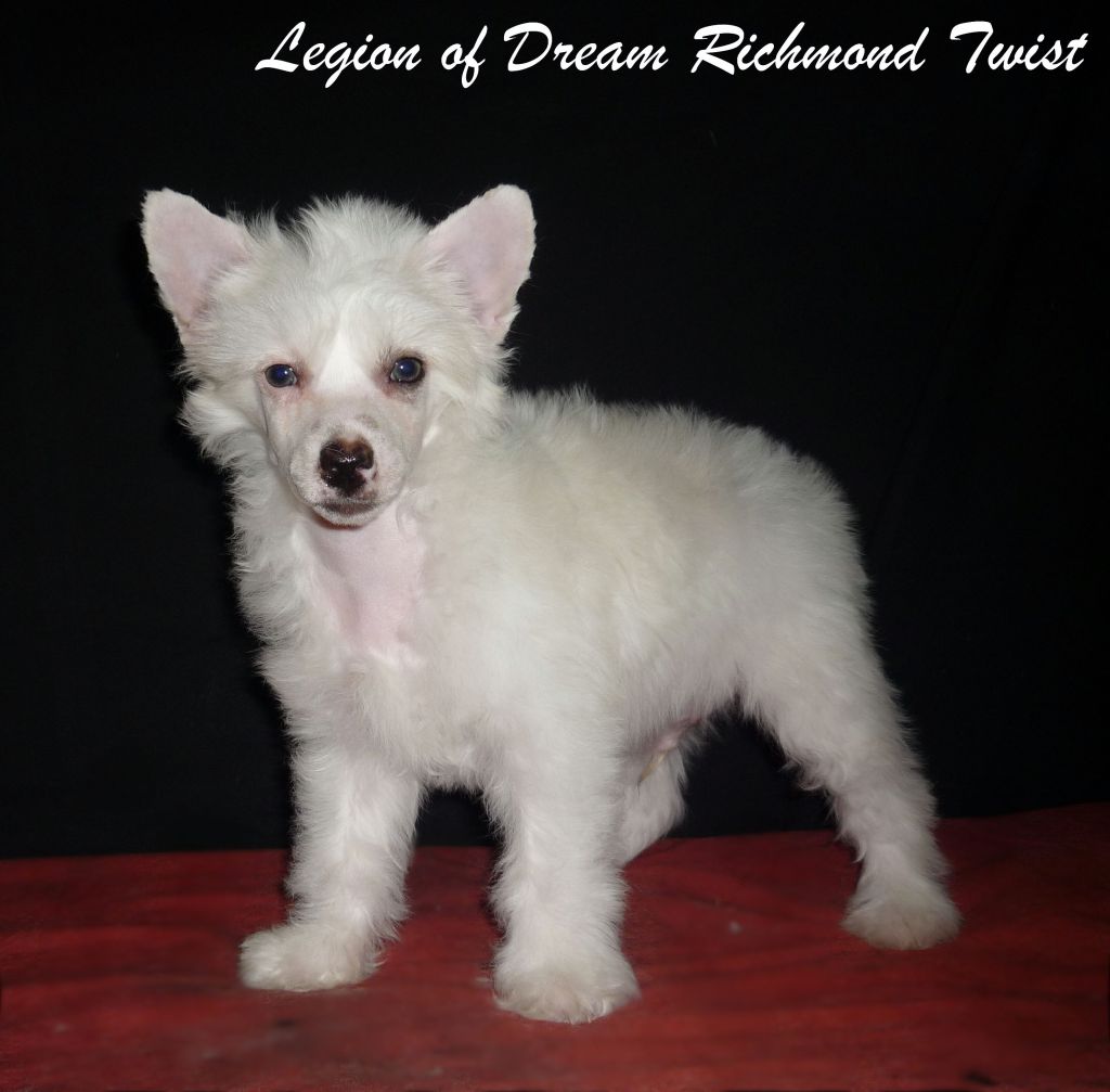 Legion of Dream Richmond Twist