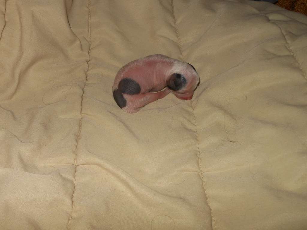 Charuyuschiy Soblazn K...