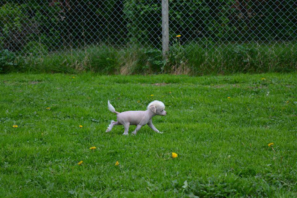 Fiabella's Unique Fellow