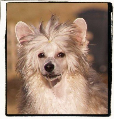 Inya Dreams Don't Stop Me Now