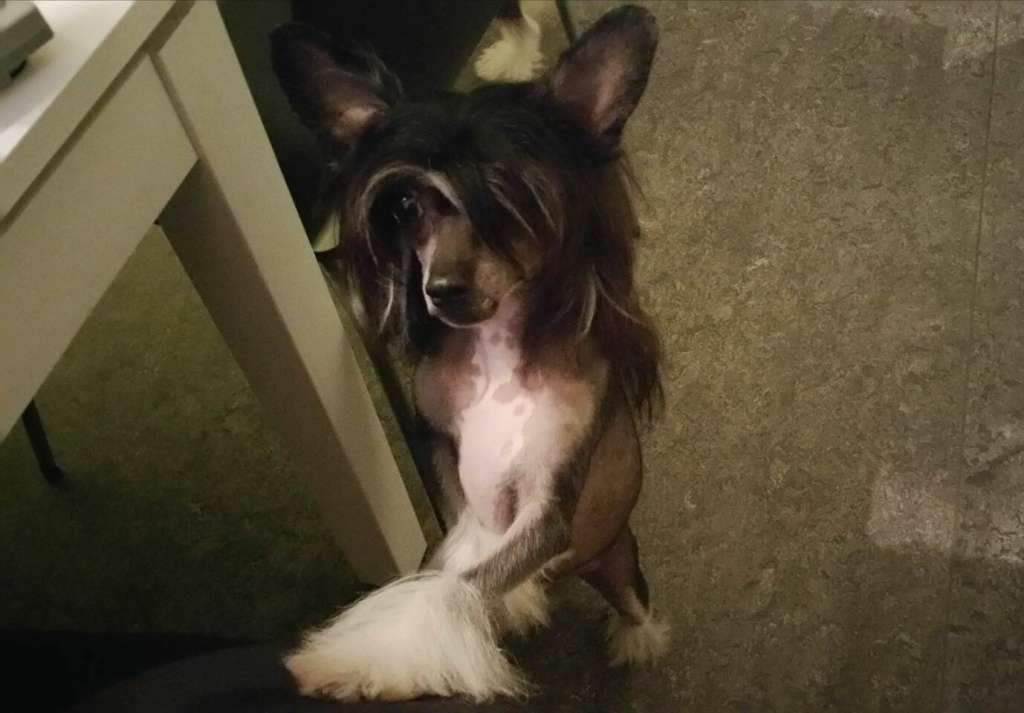 Ixtri's Colorado Kid