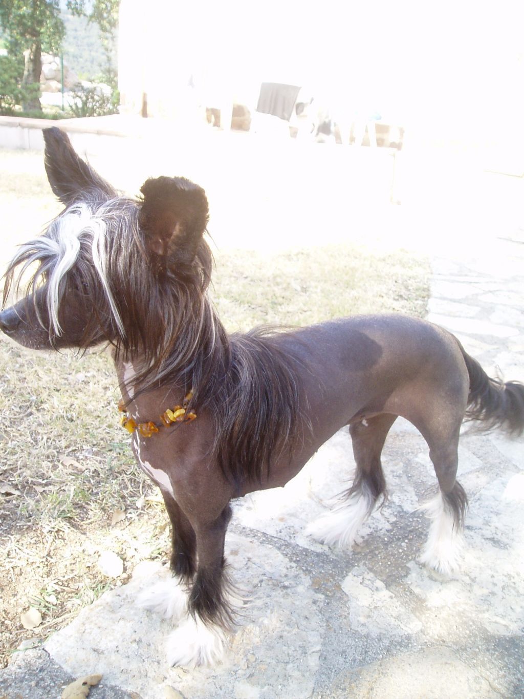 Honeybee Fantasy Island