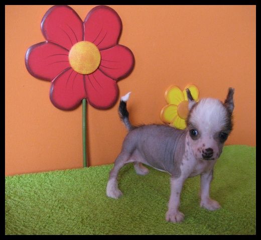 Caramella Z Waltariky