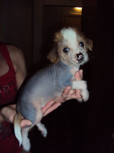 Nyu Art Zelannaya Moya