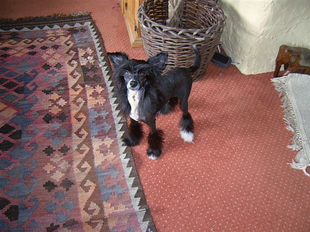 Zucci Looking Dapper