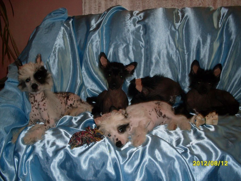 Absolyuto Uno Furore