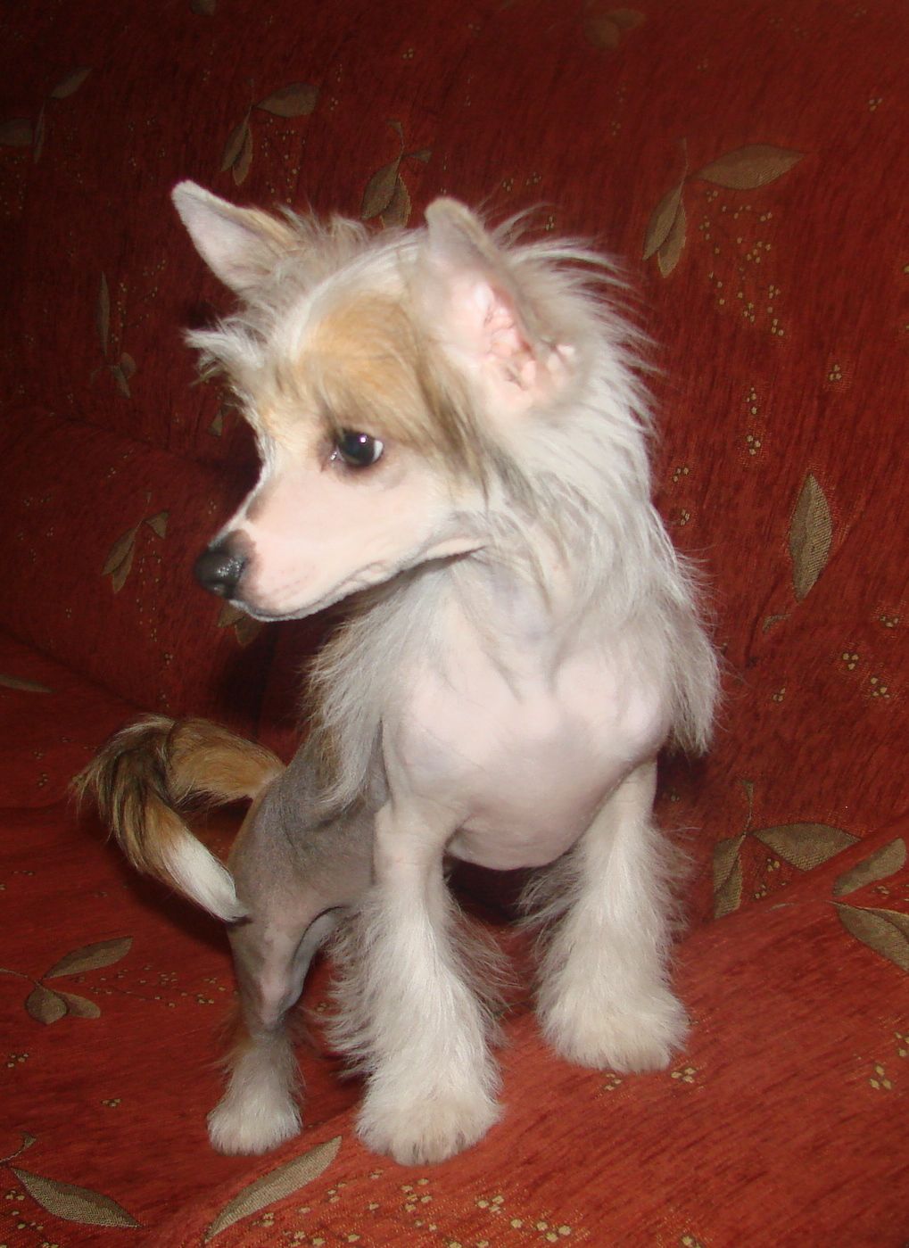 Anelly From The Chose Savente