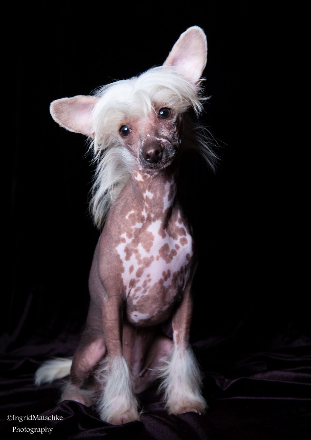 Xioma Total Eclipse Of The Heart