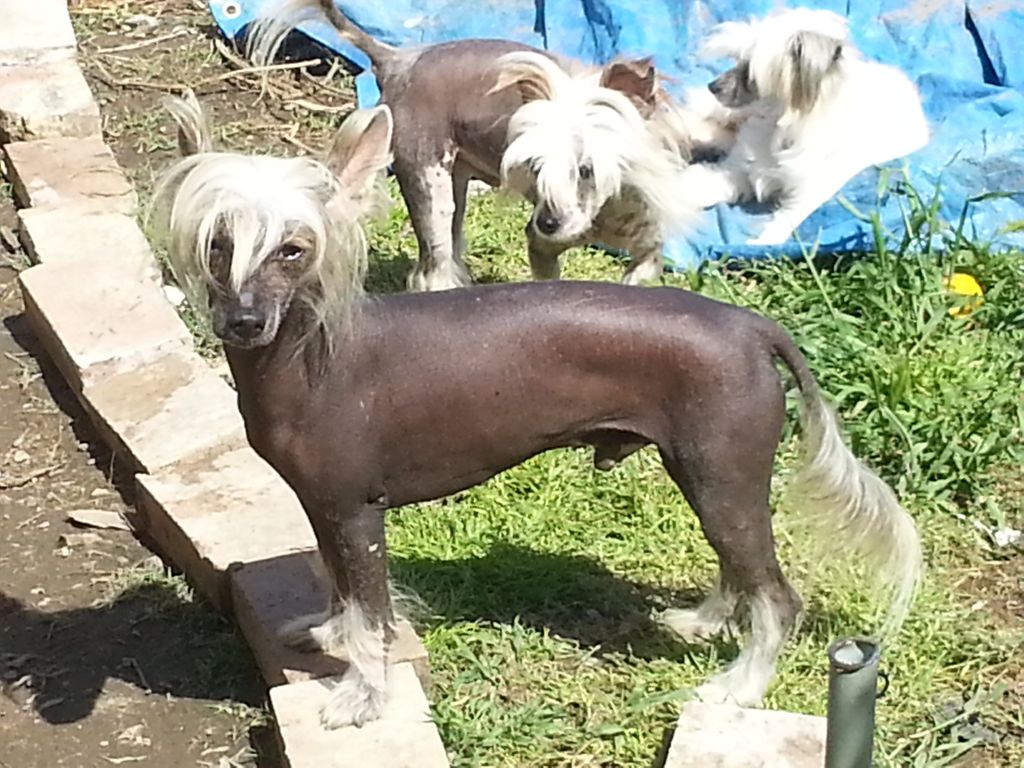 Brahma l'Essere Supremo