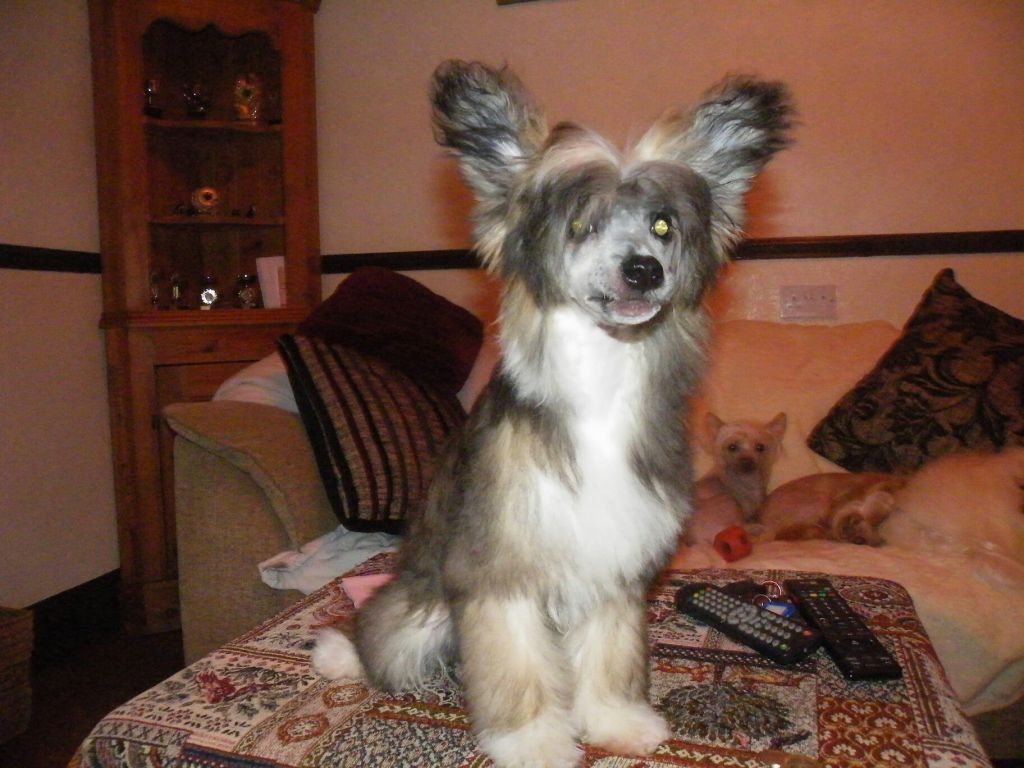 Despinia Strong Like Bull