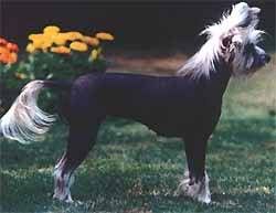 Dalai Du Gue De Launay