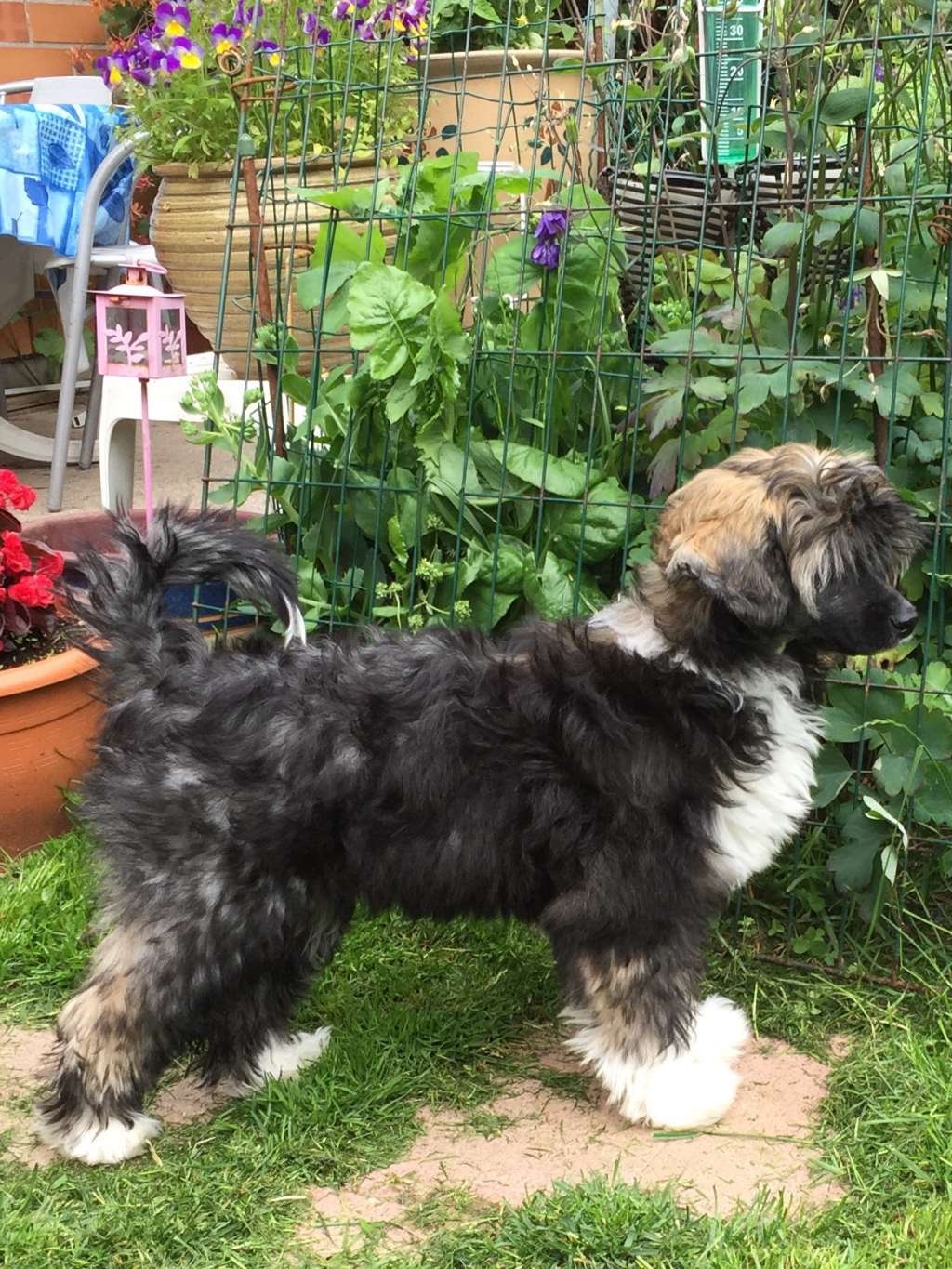 Ying Yang's Driving Miss Daisy