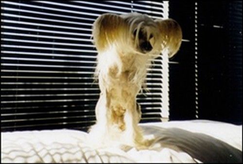 Blandora Jubilation Of Mazar