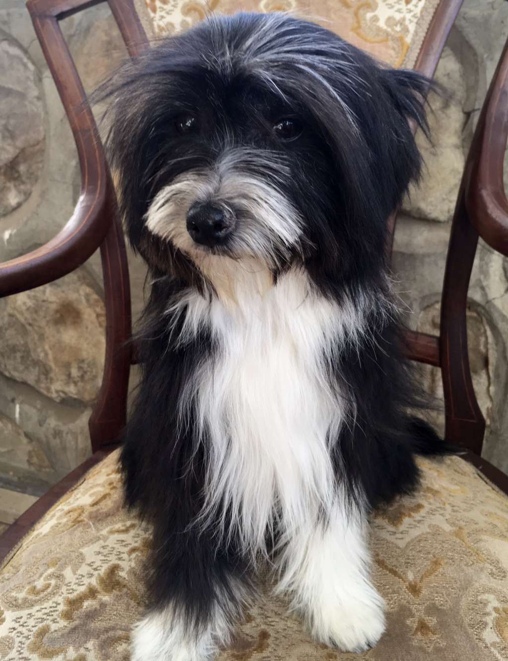 Farah Diba von Shinbashi