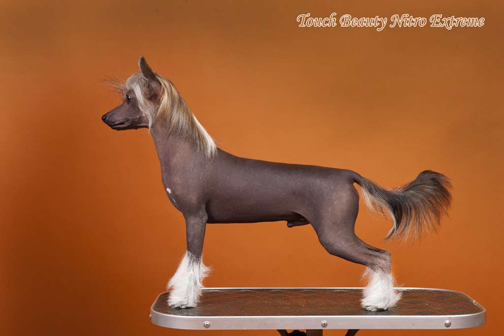 CH Touch Beauty Nitro Extreme