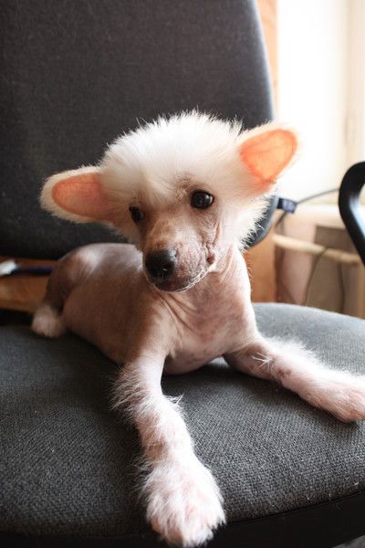 Big White Cloud de Fageiro