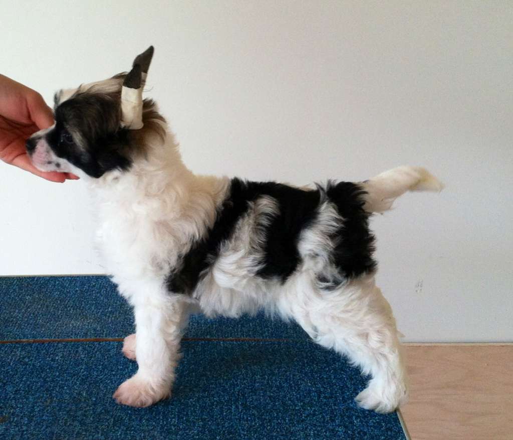 Gracieux-Pahlavi By Design