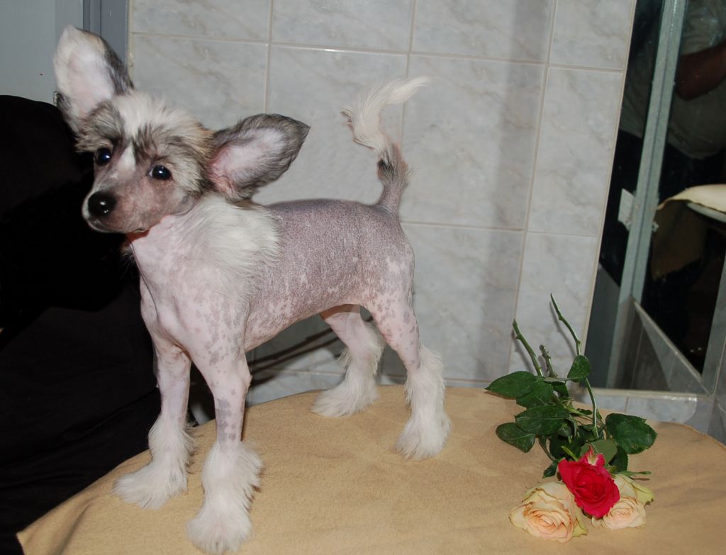 De La Mahafu's Love's Frezja