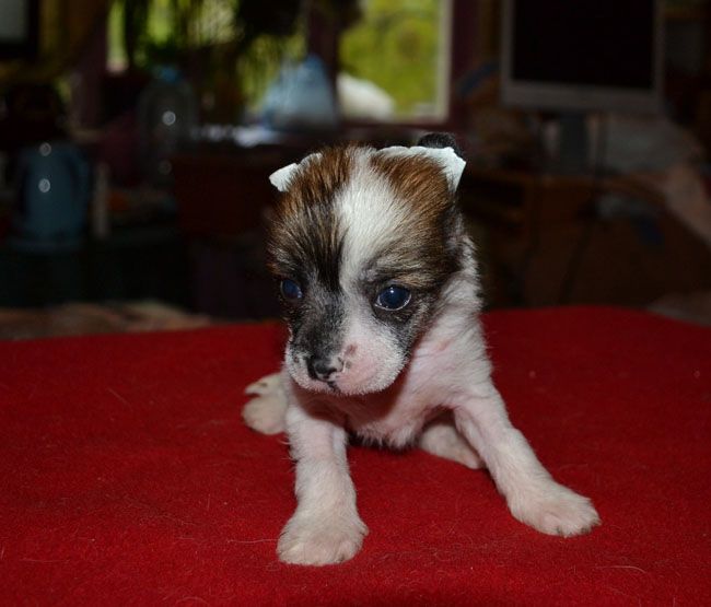 Vellar Pljus Tin A Tin