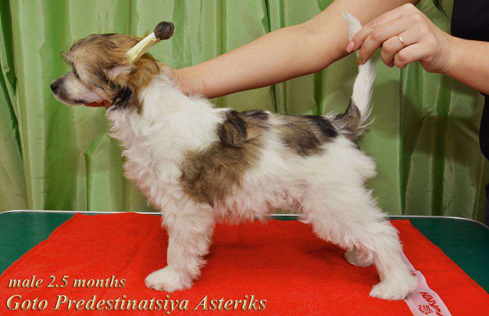 Goto Predestinatsiya Asteriks