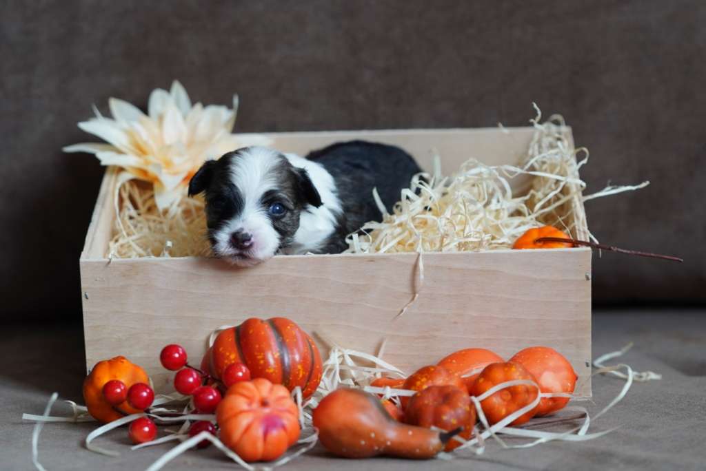 Licky Lips Very Berry