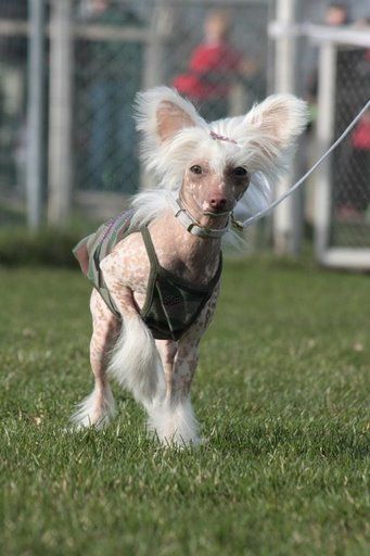 Taijan Dreamer Opera Star