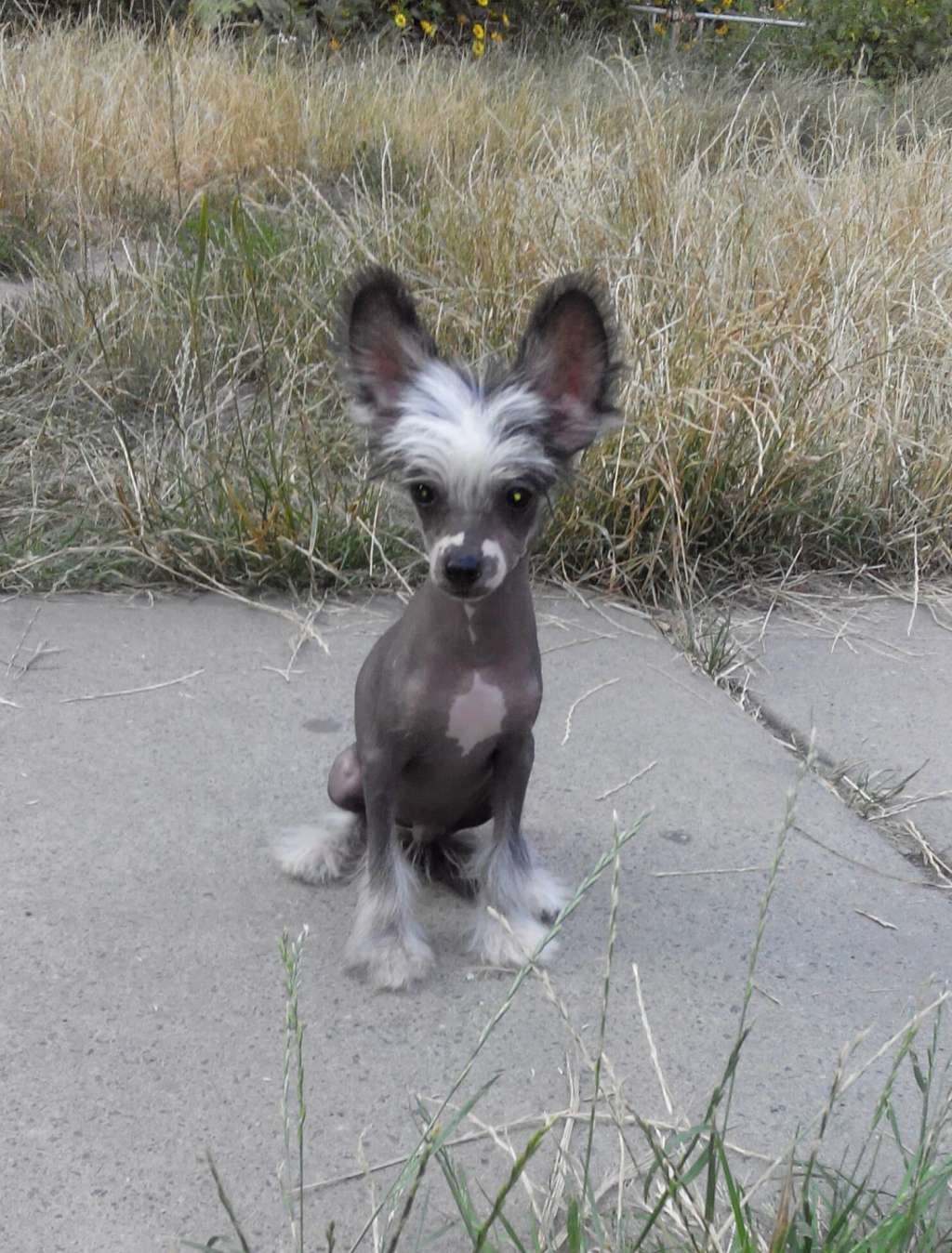 Magic of Success Elegant Style