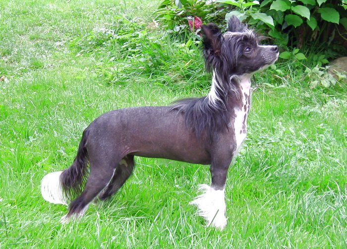 Angel Lavandula Little Charmings