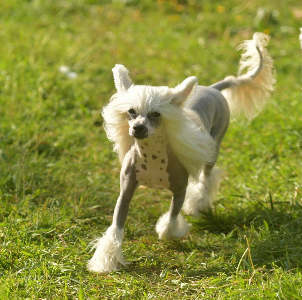 Intense Si von Shinbashi