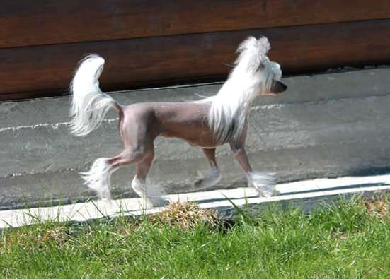 Brandrus Era Del Karmen