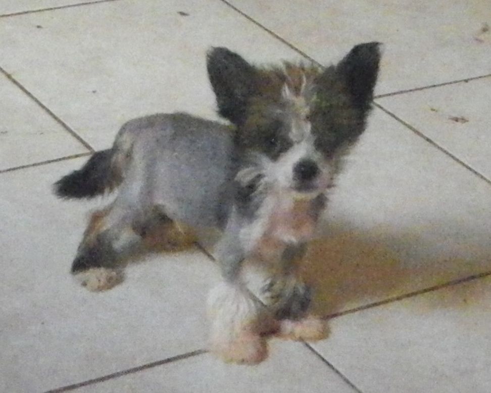 Diadene Sirius Black