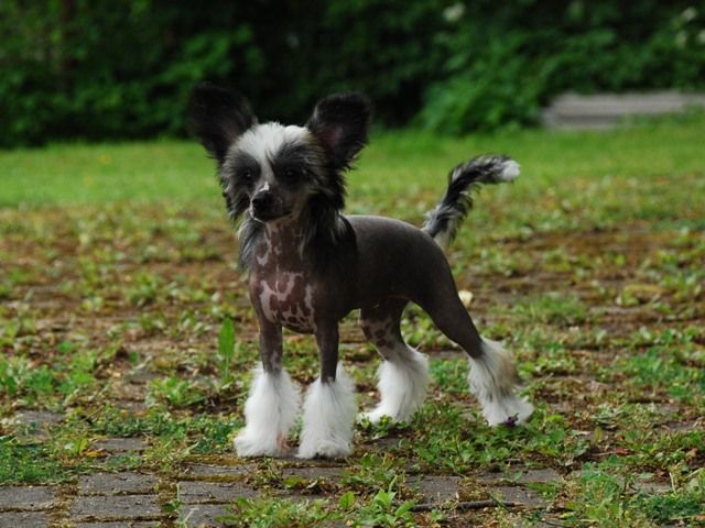 Golden Diamond Cresteds Corsicana