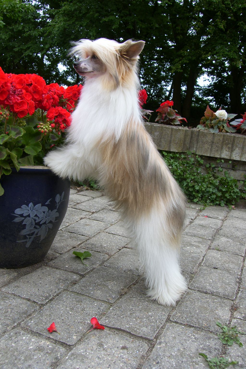 Shadow White Egoist Platinium