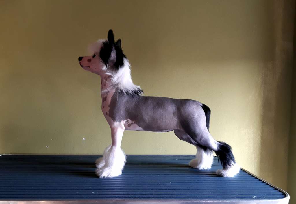 Eternity Saga Victory's Laurel