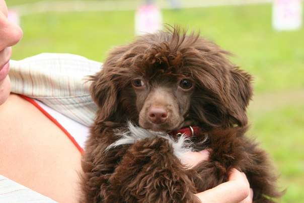 Bella Constanta  Zvezdnoe obolchenie