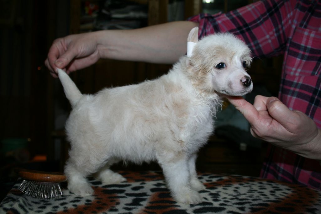 Bella Konstanta Fortune Son