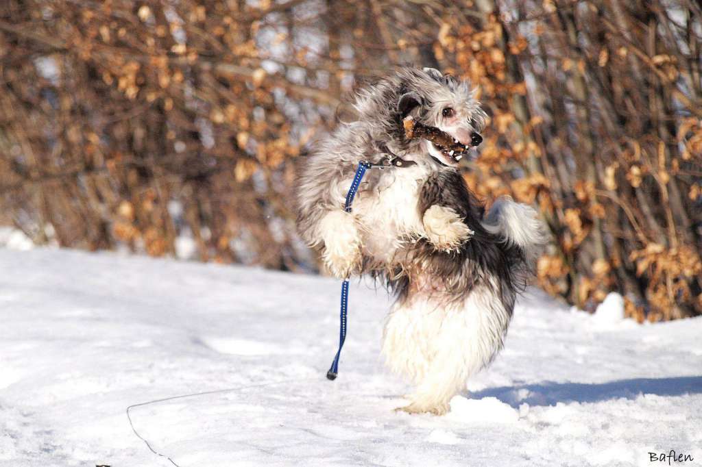 Fergas Diamond of the Night