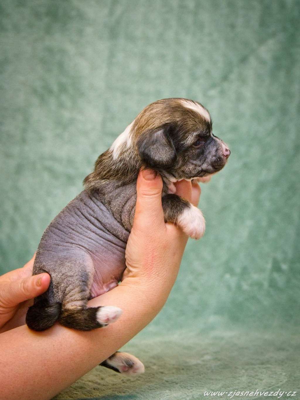 Chevalier z Jasne hvezdy